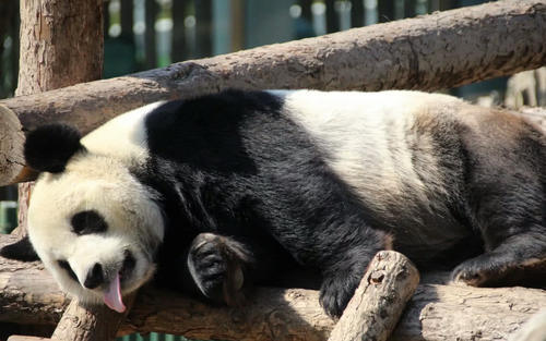 大熊猫金虎跟奶爸讨吃的,被奶爸果断拒绝,气到