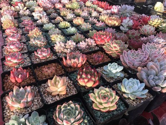 农村养多肉,一年赚个50万不是梦