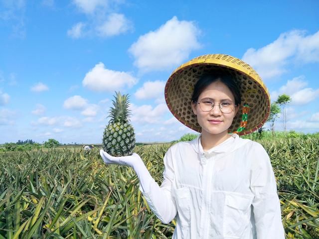 紧急助农,1.6亿斤菠萝,暴跌至2毛一斤,仍无人购买,把爱传下去