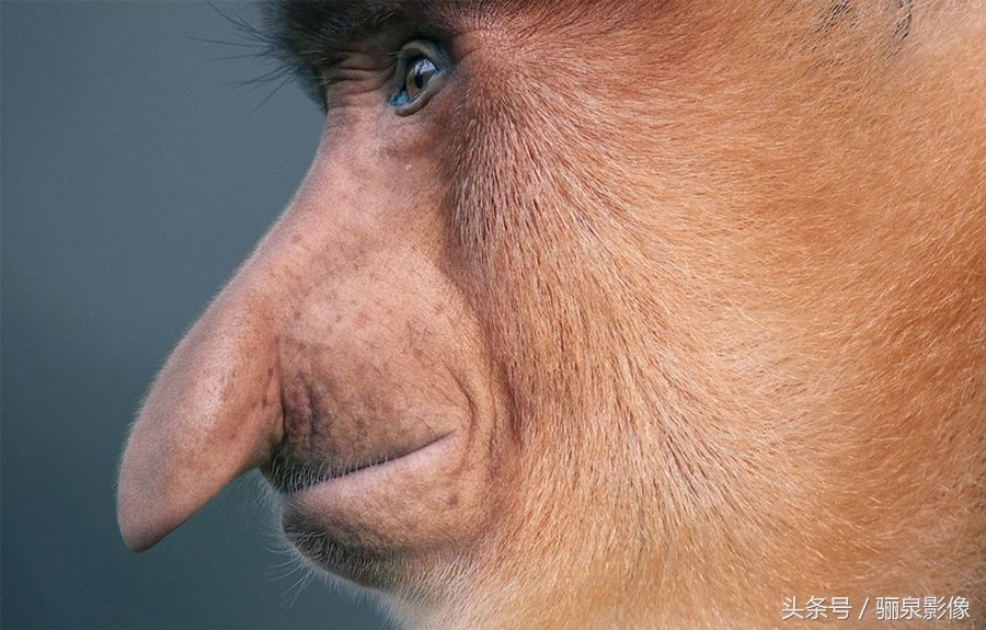 Tim Flach:唤起怜悯之心 充满人性的动物肖像