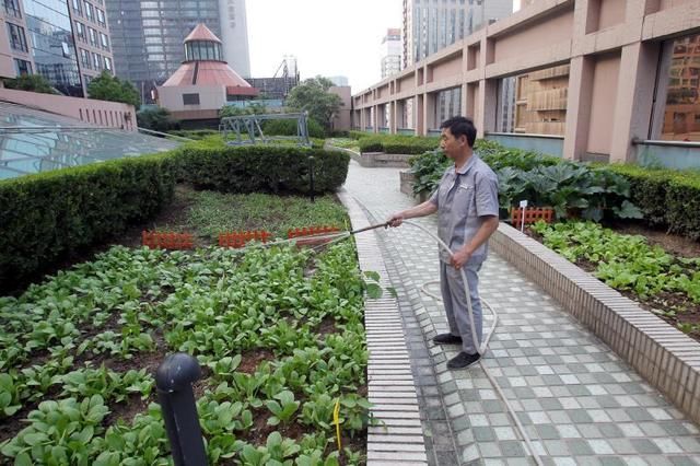 屋顶花园种菜供环卫工采摘 顶级商务楼做暖心之举