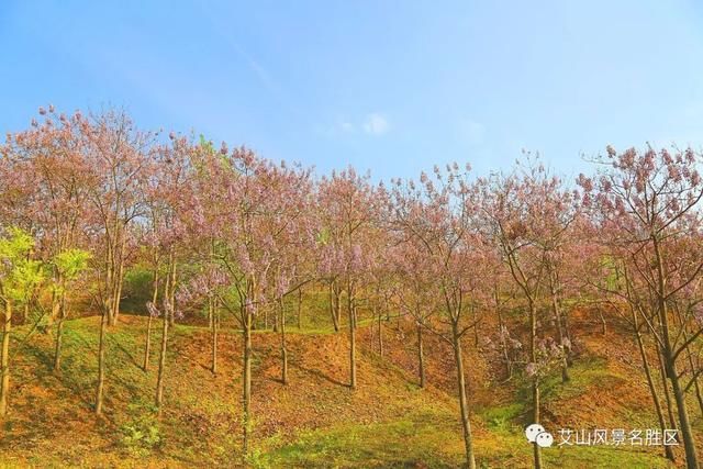 苏北最大艾山梧桐树林：花开正艳丽，赏花正当时