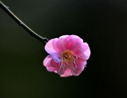 咸鱼翻身、大富大贵，4大生肖成功转运，财帛如雨赚不停！