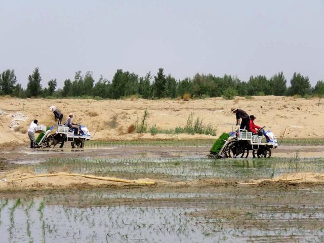 沙漠才是最适合种水稻的地方，中国亩产千斤！打脸外国专家