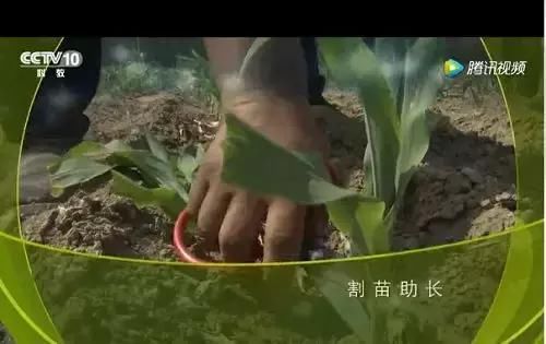 让种植玉米的农民获得更大的收益，我们一直在努力奋斗！