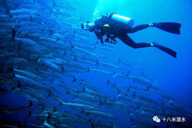 走肾系:潜水员对潜水的感悟,一本正经到吓人