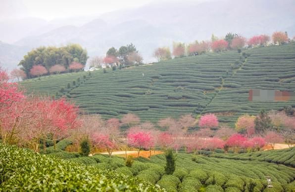 春节假期最适合去的地方，去邂逅一场浪漫樱花雨，你去了吗？