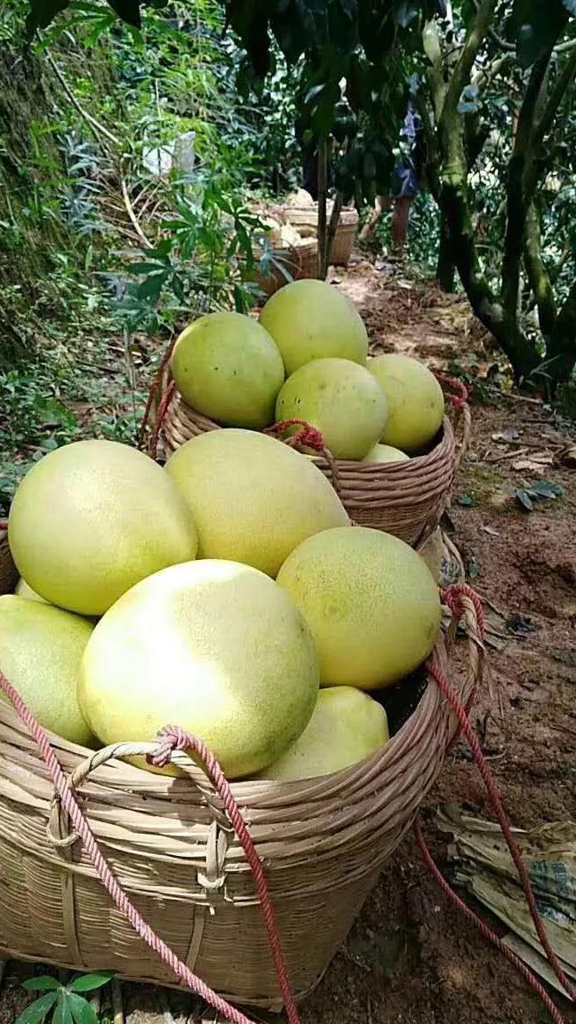 这不柚来了,寻找最甜最好吃的沙田柚!