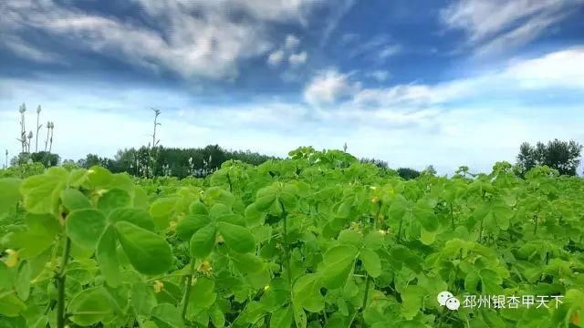 既能上班领工资，又能坐收土地租金，邳州农民走出致富新路子