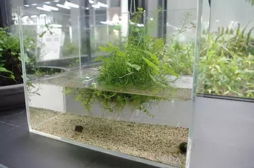 10种鱼缸造景风格分析-水草缸