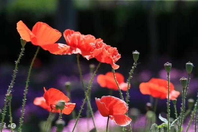 纳兰性德--虞美人曲阑深处重相见