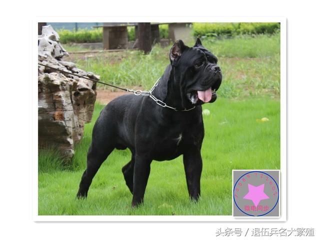 如和挑选一只优秀的卡斯罗犬?怎么分辨卡斯罗