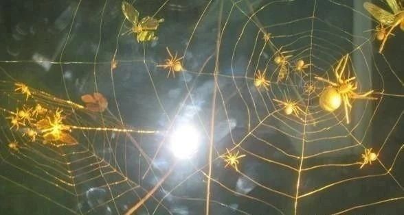 成功率一绝的均线战法 金蜘蛛 买入法,散户的救