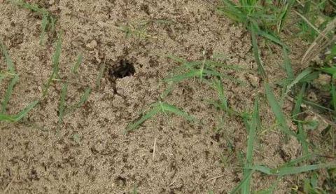 毒蚂蚁入侵,它们没有天敌,对人们健康造成危害