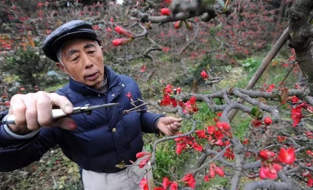 发财中国年：海棠花已开！成都资格最老的6处超大花海，都在这了