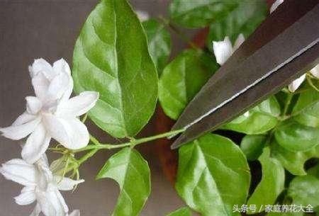 茉莉、栀子花期延长，开花不断的小秘诀