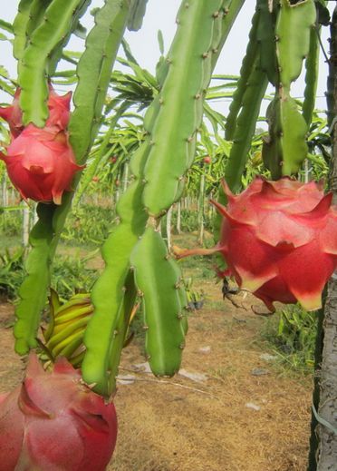 20万斤火龙果滞销扔河里,美女主播帮忙解决,竟