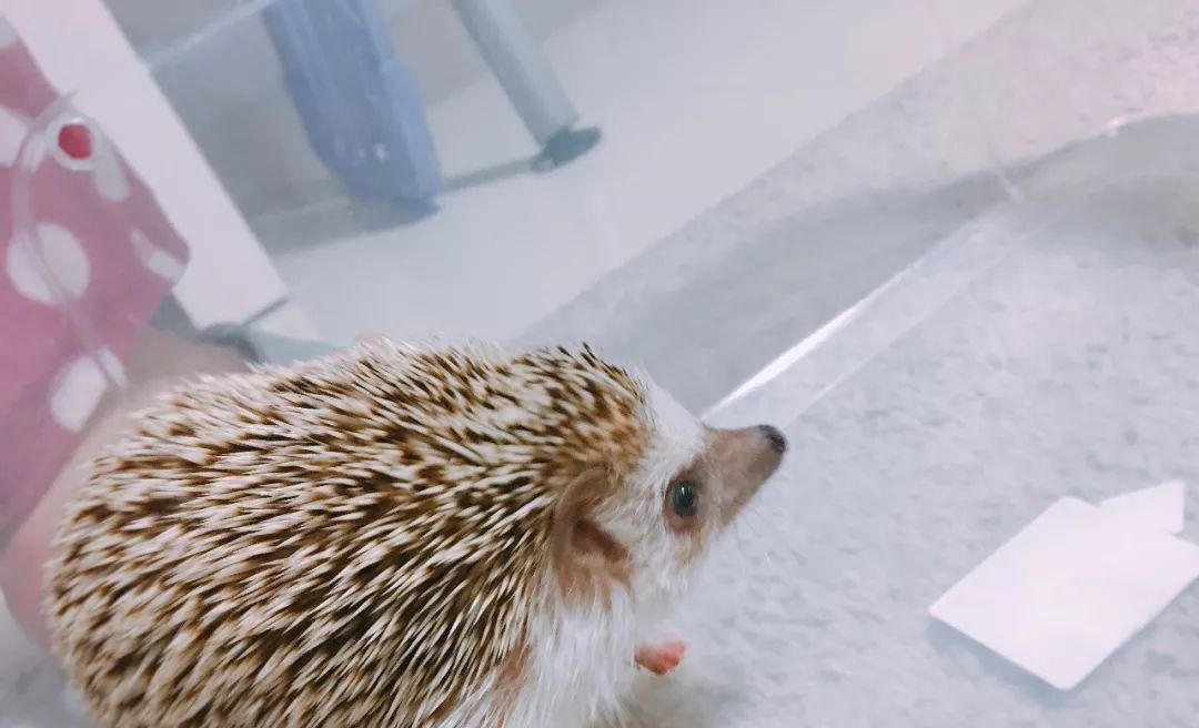 啥是大麦虫 t010ee44947298ccc7c.jpg