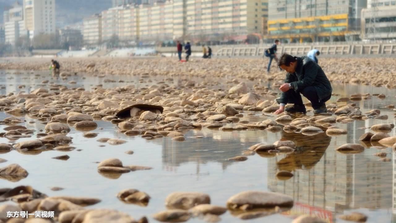 黄河水位下降，兰州段河床露出，数万市民一起下河捡奇石！