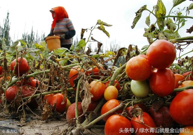 日本人在中国租1500亩地，闲置5年任荒草疯涨，中国农民看着心疼