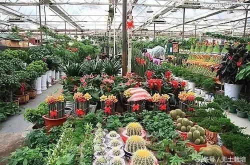 买回家的植物,怎么养护都不开花怎么办?早看早知道!