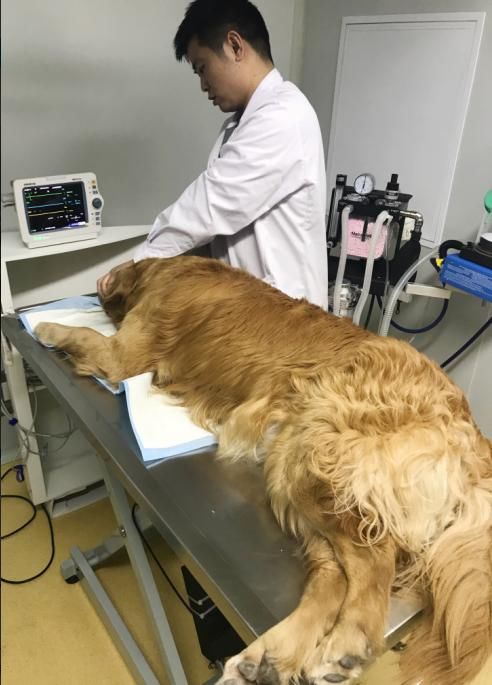 宠物看病贵,常有乱收费,得治!