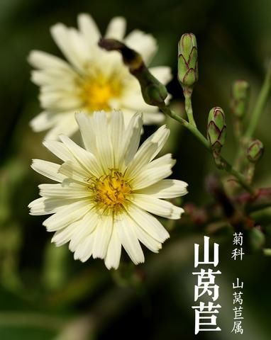 农民种它既当菜吃也当药卖！又喂鸡喂猪，节约饲料，增产又增收！