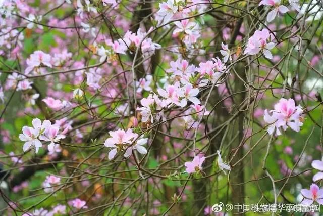 广州周边最适合踏春赏花地盘点，带上父母小孩周末走起！