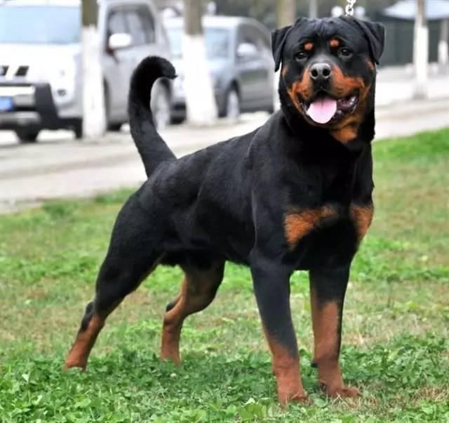 盘点世界智商排名前十的犬类，牧羊犬天生优势