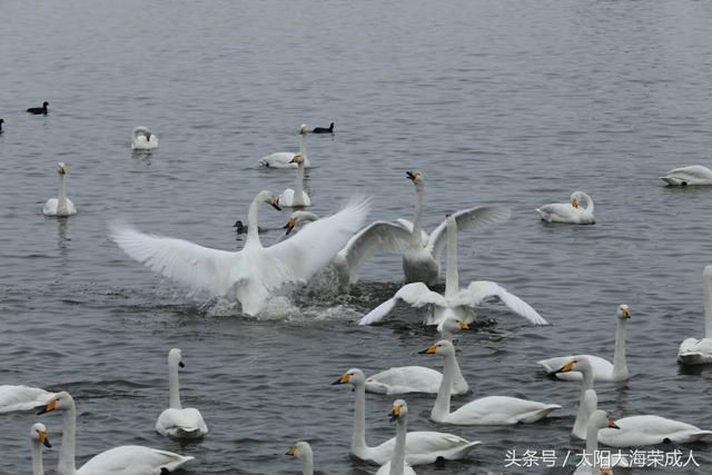 山东荣成樱花湖畔 喜迎各地游客 和天鹅一起过春节