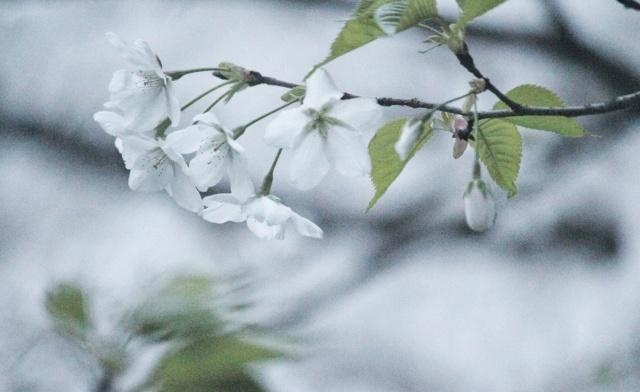 平常心的诗句 t0110109af330e26006.jpg