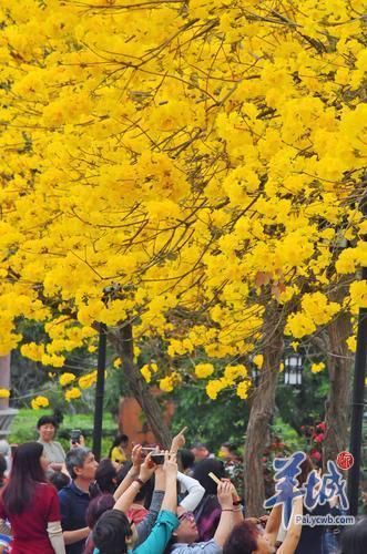 南北高校花景大PK，我选华农!你选武大吗?