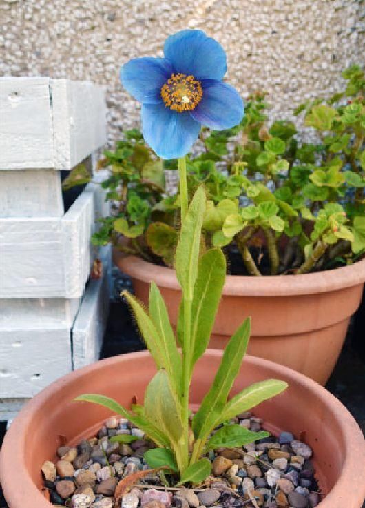 12种花朵五颜六色的夏季花卉，种在院子里就能开花灿烂