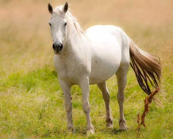 1990年出生的生肖属马人2020年全年运程与运