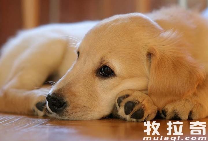 狗狗腹泻怎么办?狗狗拉肚子注意什么?