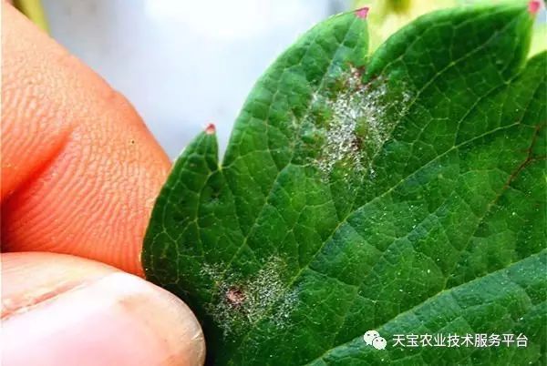 草莓高清病害图谱!