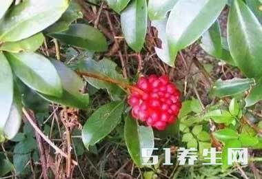 大山里的极品美食，现在你进山还能找到几样？