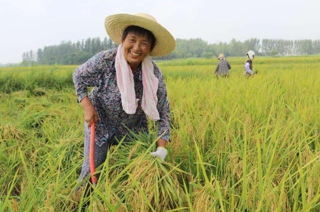 2018年农业新政策!种水稻,领补贴!取消最低收