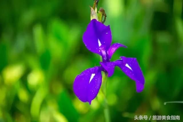 旅游推荐丨云南最美的地方，不是丽江，不是大理，而是这里……