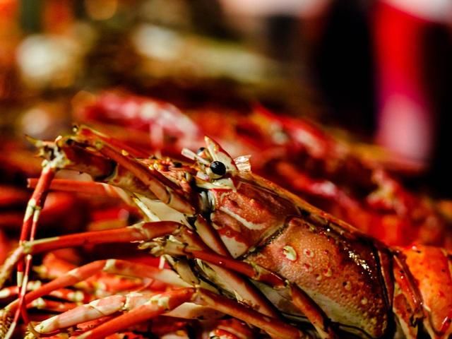 瑞士近日颁布法律禁止活煮龙虾,且听龙虾究竟