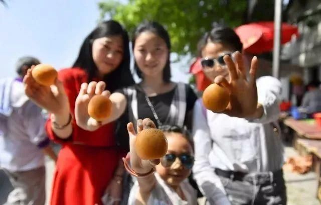 枇杷熟了，南岸广阳回龙邀你摘枇杷啦!