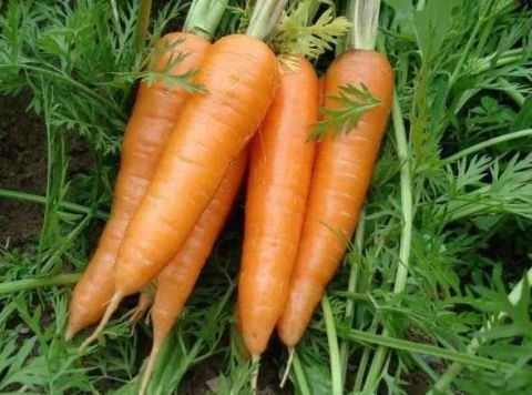 惊呆了,原来兔子最喜欢的食物并不是胡萝卜!