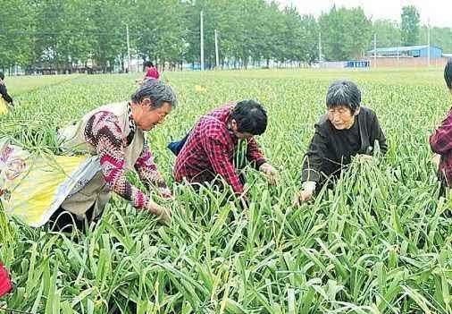 蒜薹大丰收，农民却宁愿让其烂在地里，也不运到城里卖，为什么？