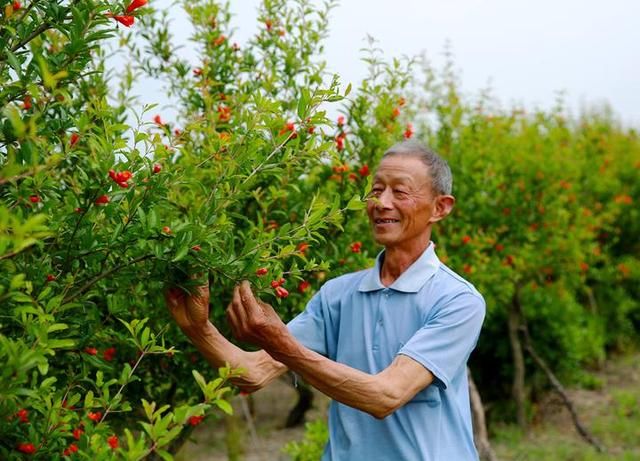 这位海宁人扎根田间30多年 只因“甜蜜”的事业让他停不下来