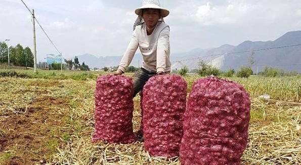 不敢相信!云南滞销紫皮大蒜被京东解围半天