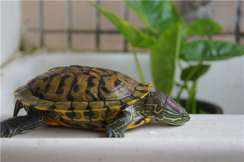 巴西龟怎么养 正确饲养巴西龟的5大要求0