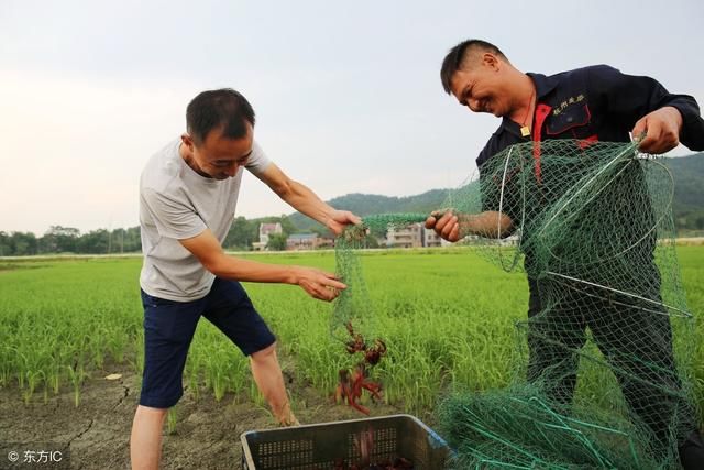 稻田除了养鱼，还能养它“一地双收”，年增收好几十万