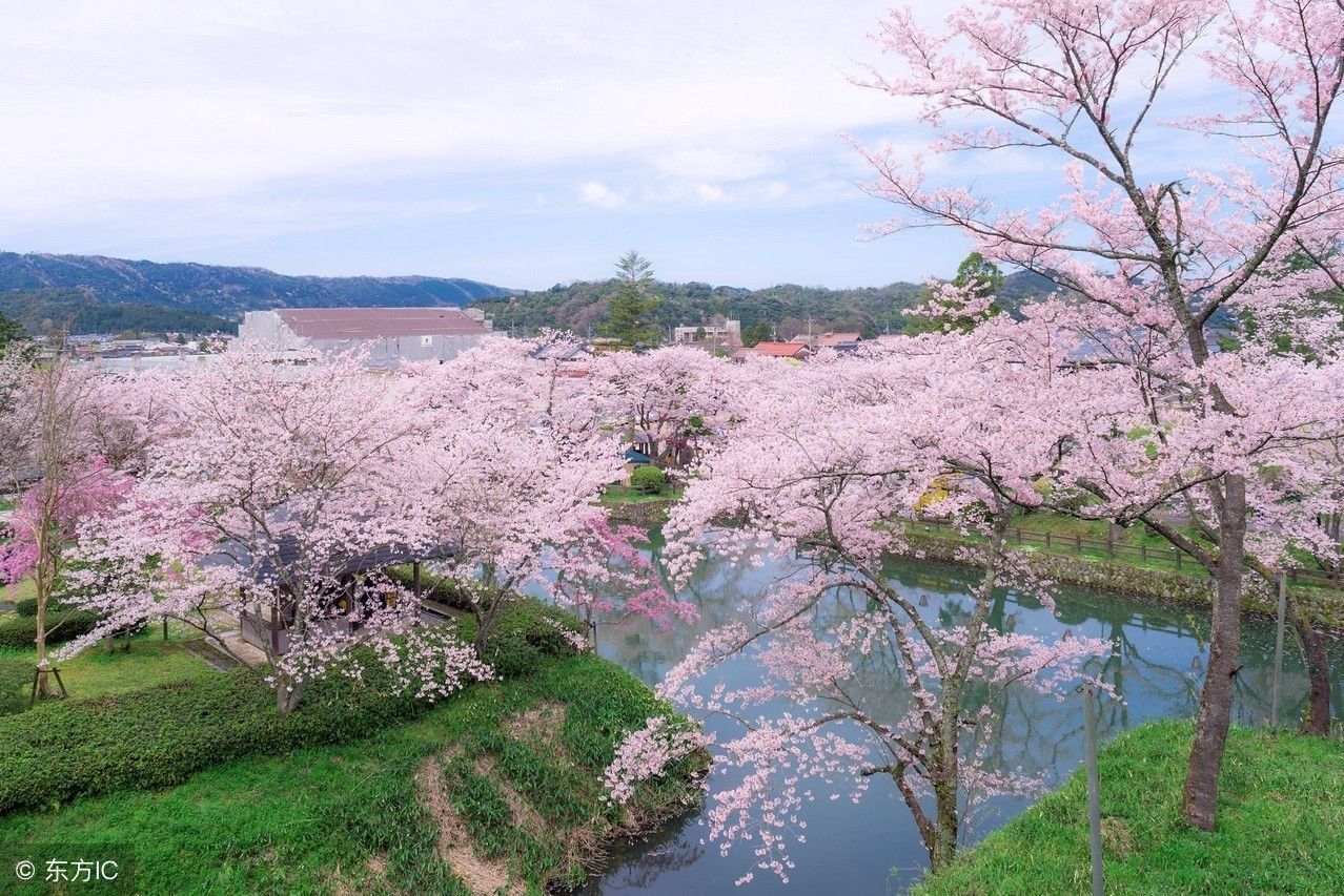 四月日本樱花季,你可能想象不到,来自中国的游