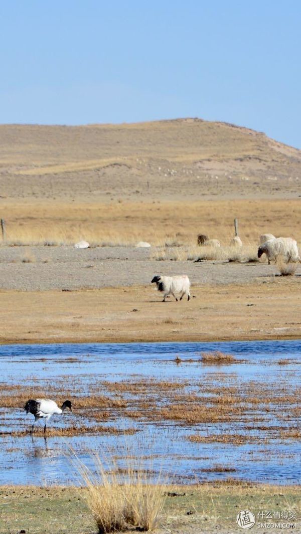 #原创新人#青海:一张蓝色画板上，映出绚烂世界