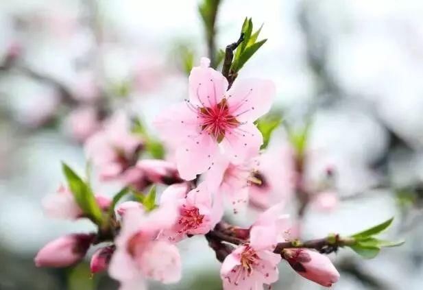 三月花开正艳,宜昌各地踏青赏花活动异彩纷呈